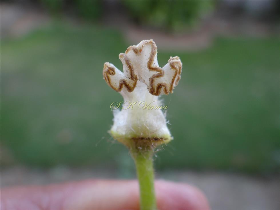 Stamen